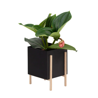 Design House Stockholm Botanic Pot